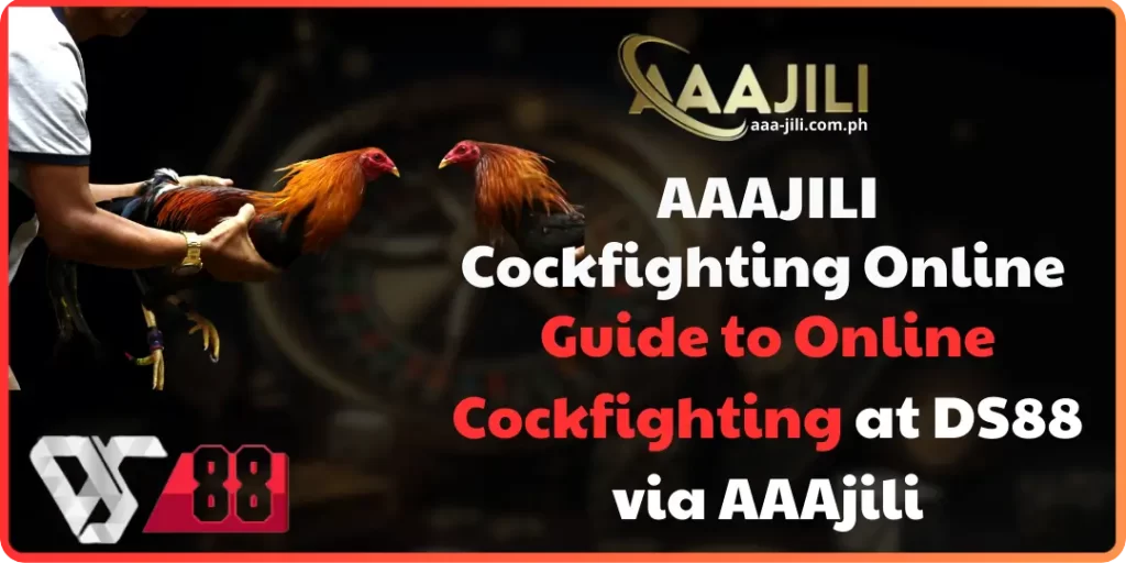 Sabong - Guide to Online Cockfighting at DS88 via AAAjili 1 Cockfighting Online aaajili